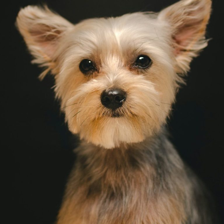 Yorkie dog A small, fluffy Yorkshire Terrier with perked ears and a curious expression.