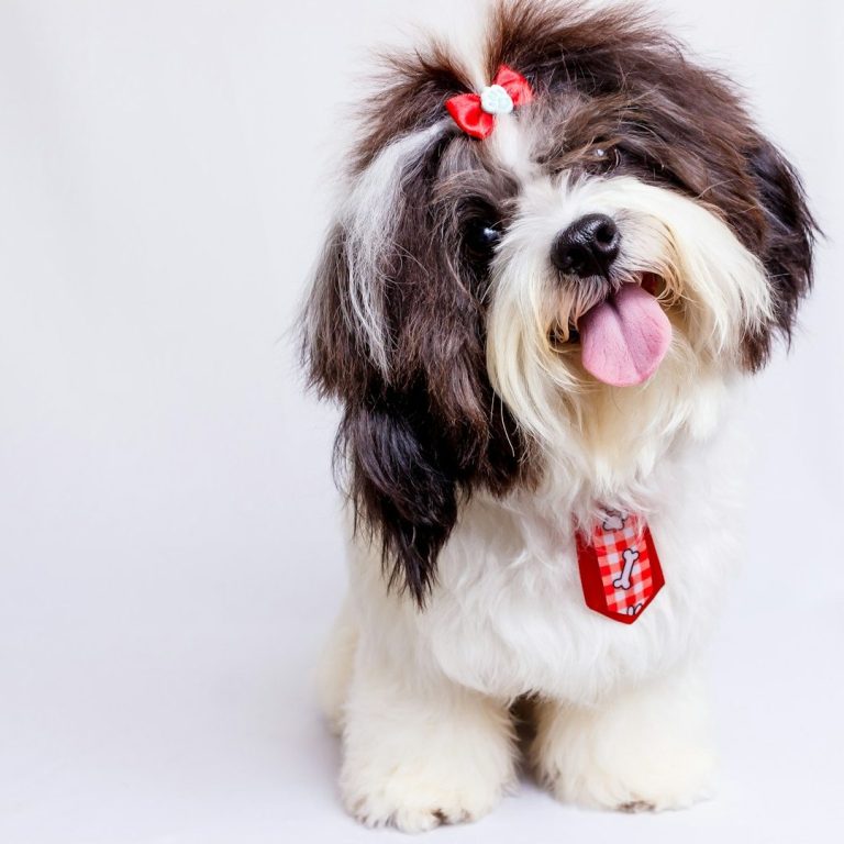 Black and white dog with bow Fluffy dog with a bow in its hair, tongue out, wearing a red collar.