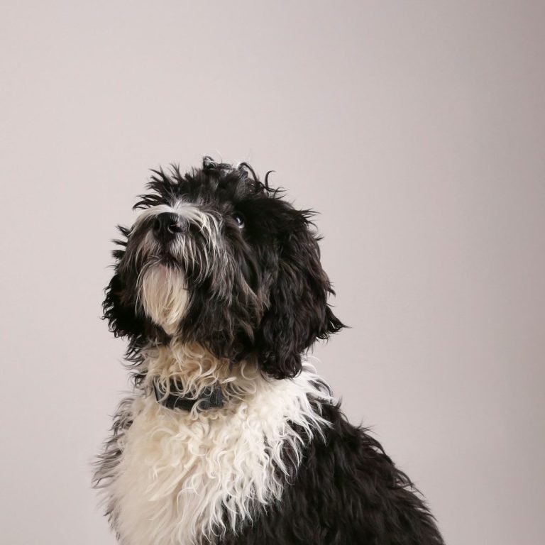 Scruffy dog A fluffy black and white dog sits, looking upwards with a curious expression.