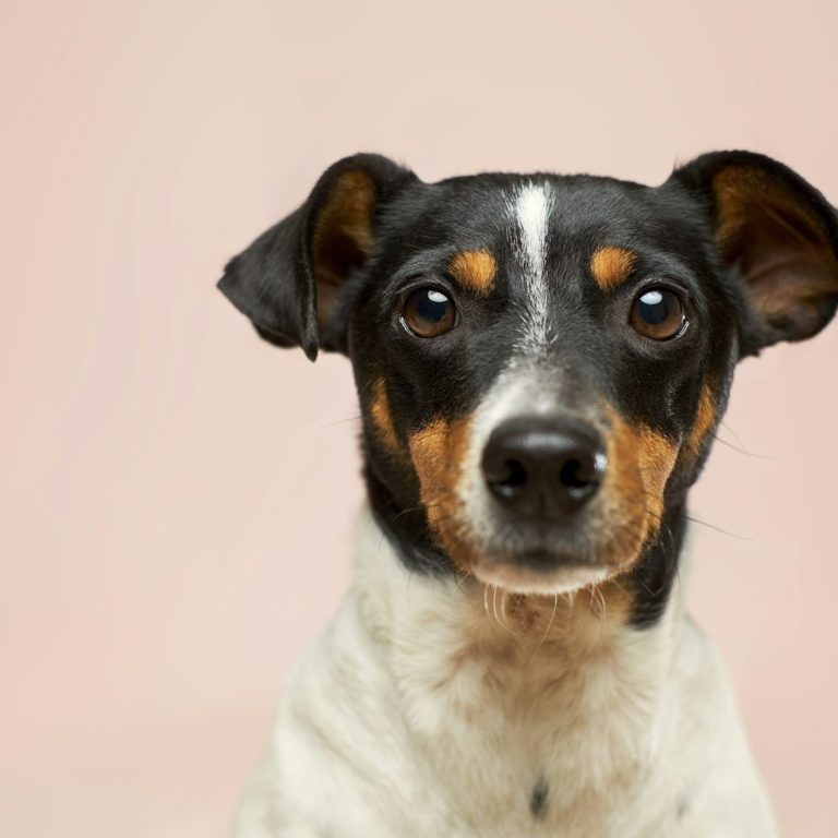 Black and white small dog Black and white dog with tan markings, looking directly at the camera against a pink background.